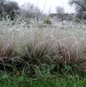 Carex buchananii