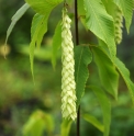 Carpinus fangiana