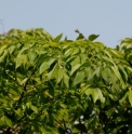 Carpinus japonica