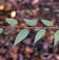 Carpinus kawakamii