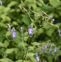 Caryopteris divaricata 'Jade Shades'