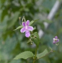 Caryopteris divaricata 'Pink form'