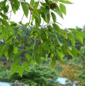 Celtis biondii var.heterophylla