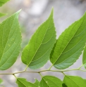 Celtis boninensis