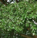 Celtis sinensis CMBJP1818