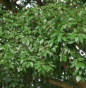 Celtis sinensis CMBJP1818