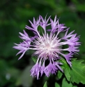 Centaurea nogmovii