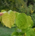 Cercis canadensis 'Rising Sun'