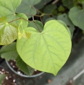 Cercis canadensis