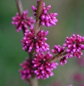 Cercis gigantea