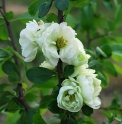 Chaenomeles speciosa 'Kinshiden' 