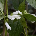 Chelonopsis moschata 'Alba'