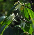 Chimonanthus nitens