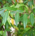 Chimonanthus salicifolius 