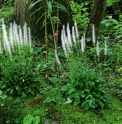 Chionographis japonica 