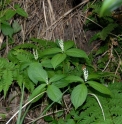 Chloranthus serratus