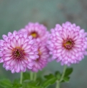 Chrysanthemum 'Mei Kyo' en godet