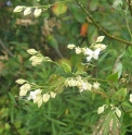 Clerodendron trichotomum 'Shiro' BSWJ4896