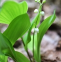 Convallaria keiskei