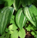 Convallaria keiskei 'Shiro Shima fu'
