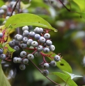 Cornus asperifolia