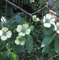 Cornus capitata