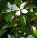 Cornus hongkongensis subsp.melanotricha CBCH505