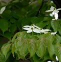 Cornus kousa 