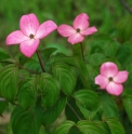 Cornus kousa 'Satomi'