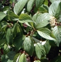 Cornus walteri KR4678