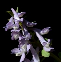 Corydalis fumariifolia subsp.azurea 