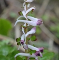 Corydalis leucanthemum 'Silver Spectre' DJHC752