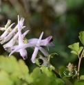 Corydalis jingyuanensis