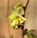 Corylopsis spicata 'Red Eye'