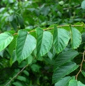 Corylus chinensis