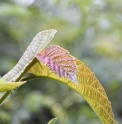 Corylus fargesii