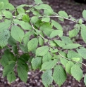 Corylus sieboldiana CBJP967 