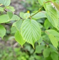 Corylus ferox var.tibetica