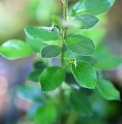 Cotoneaster aurantiacus CH4462