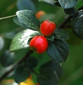 Cotoneaster ganghobaensis 