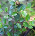 Cotoneaster kingdonii CH4471