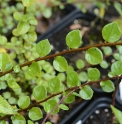 Cotoneaster songpanensis 