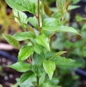 Cotoneaster thimphuensis BT4476