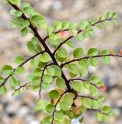 Cotoneaster yinchangensis