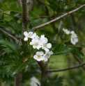 Crataegus pinnatifida KR5853