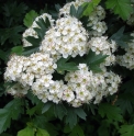 Crataegus turcomanica