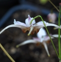 Epimedium acuminatum 'Cream Form'