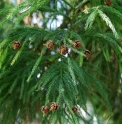 Cryptomeria japonica