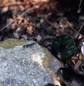 Cyclamen cilicicum