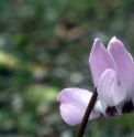Cyclamen libanoticum